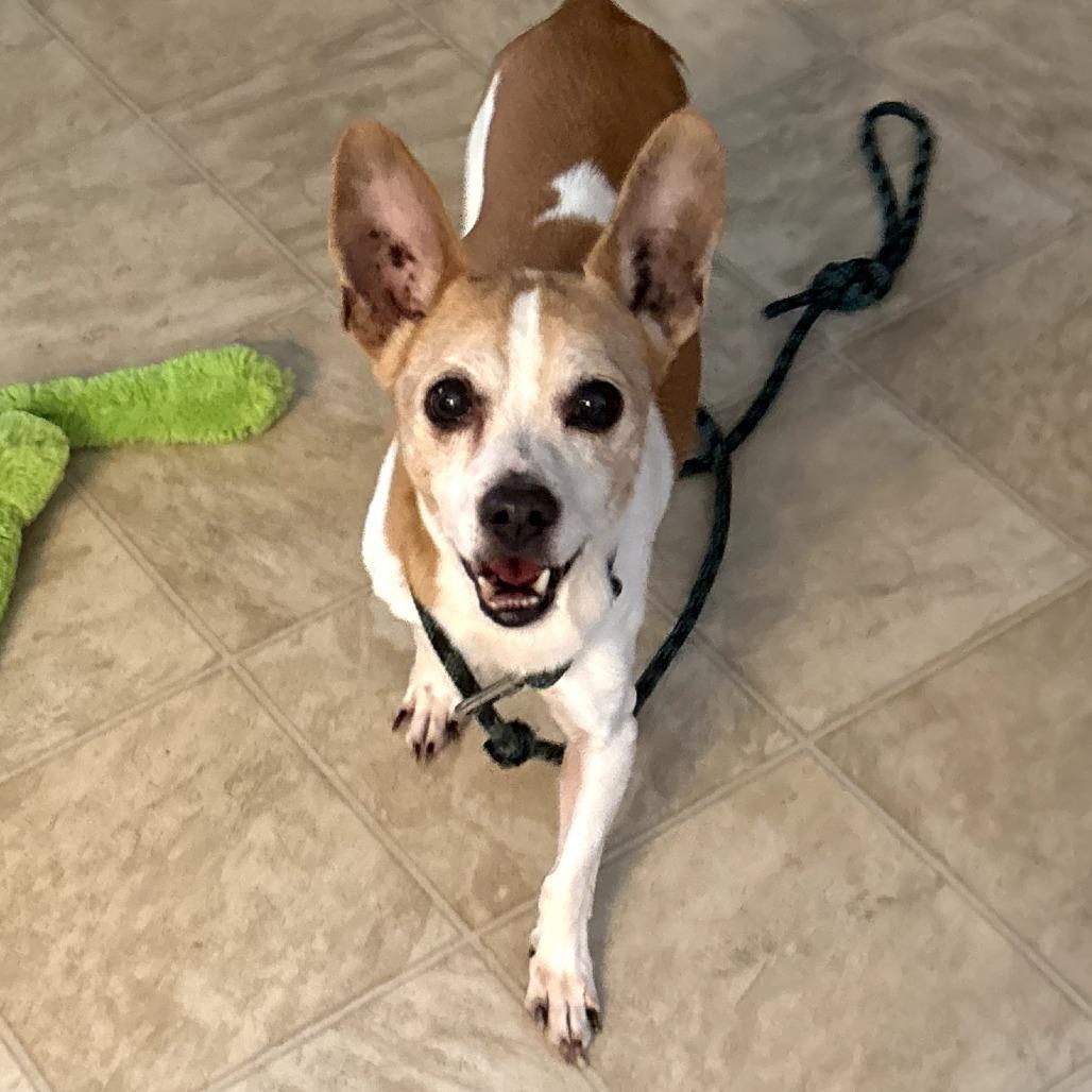 Enlarge Gary, a Adoptable mixed breed in Durham, NC image 3/6
