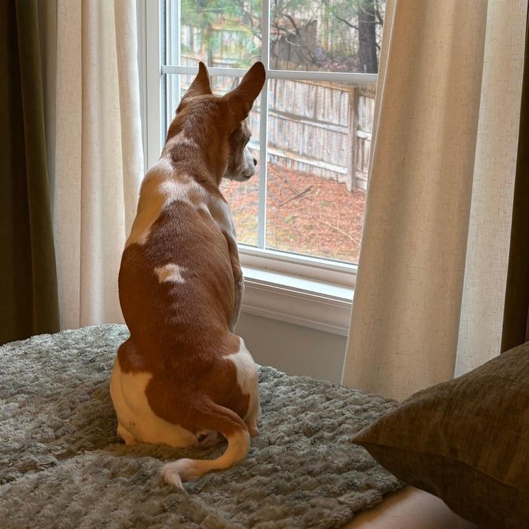 Enlarge Gary, a Adoptable mixed breed in Durham, NC image 4/6