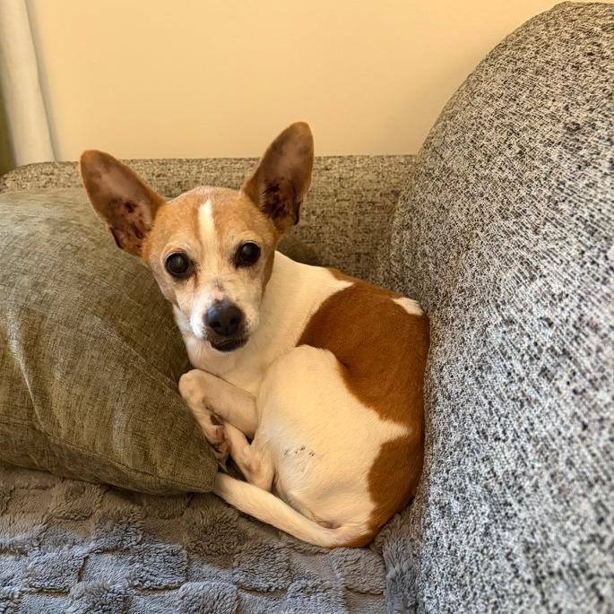 Enlarge Gary, a Adoptable mixed breed in Durham, NC image 5/6