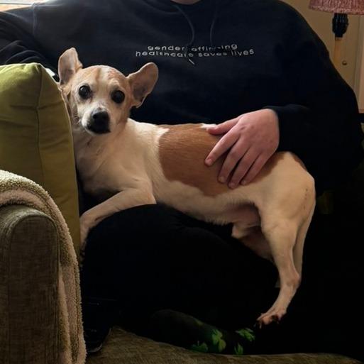 Enlarge Gary, a Adoptable mixed breed in Durham, NC image 6/6