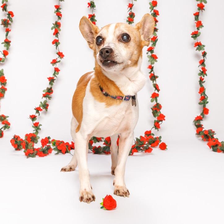 Enlarge Gary, a Adoptable mixed breed in Durham, NC image 5/6