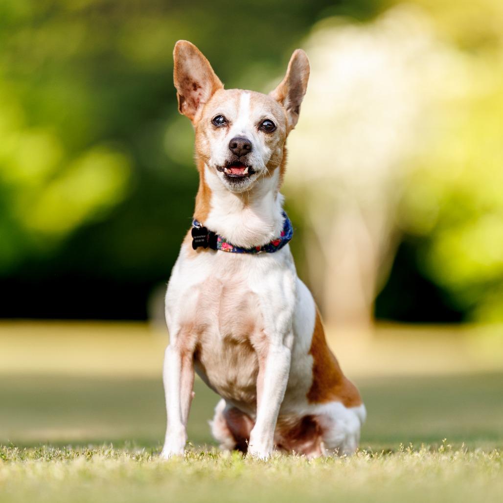 Enlarge Gary, a Adoptable mixed breed in Durham, NC image 6/6