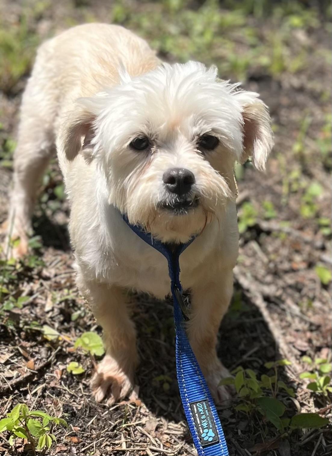 Agnes, ADOPTABLE, Adult Female Mixed Breed.