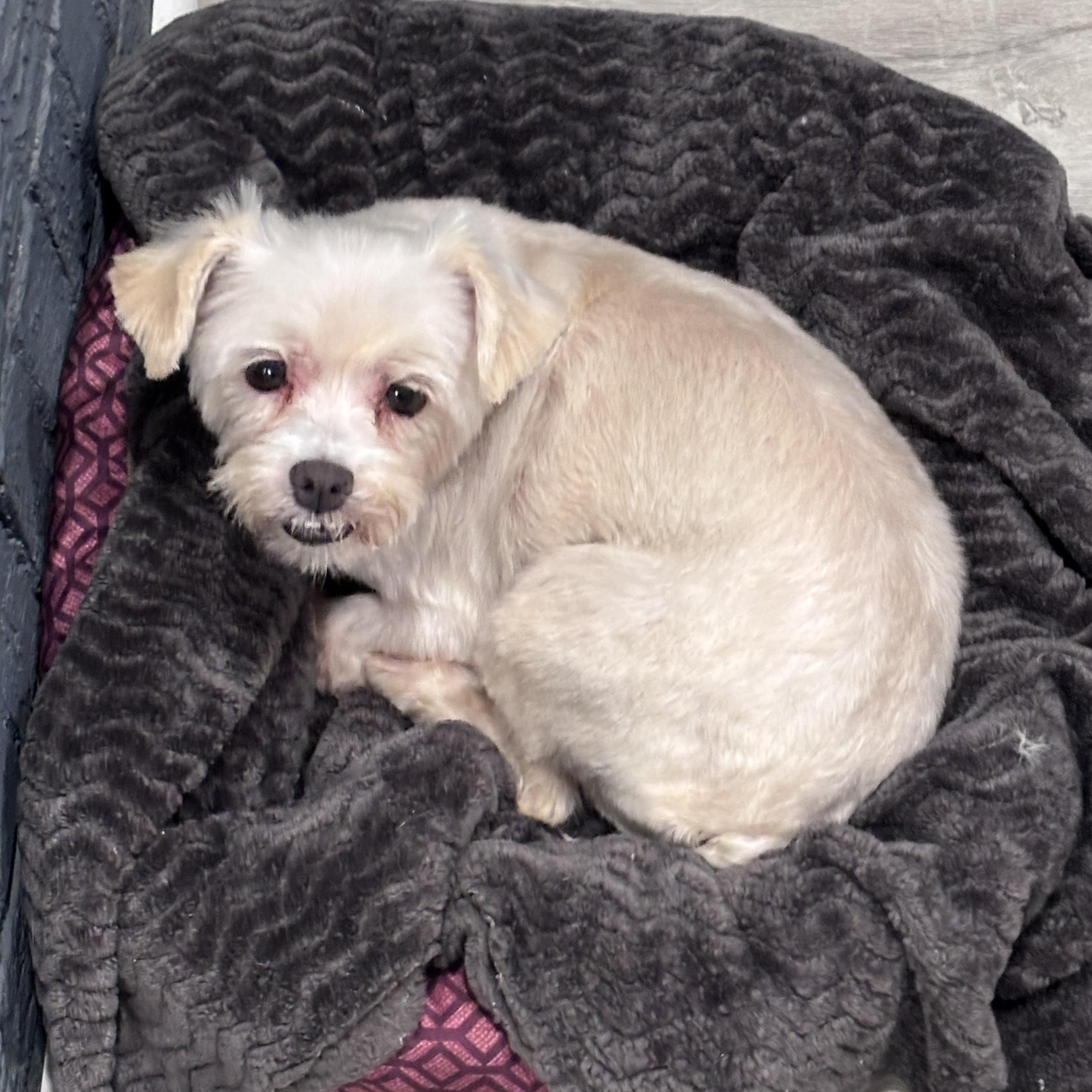 Agnes, a ADOPTABLE mixed breed in Mt Pleasant, SC image 4/4