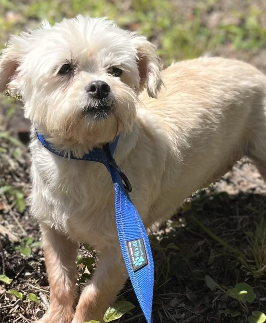 Enlarge Agnes, a ADOPTABLE mixed breed in Mt Pleasant, SC image 4/5