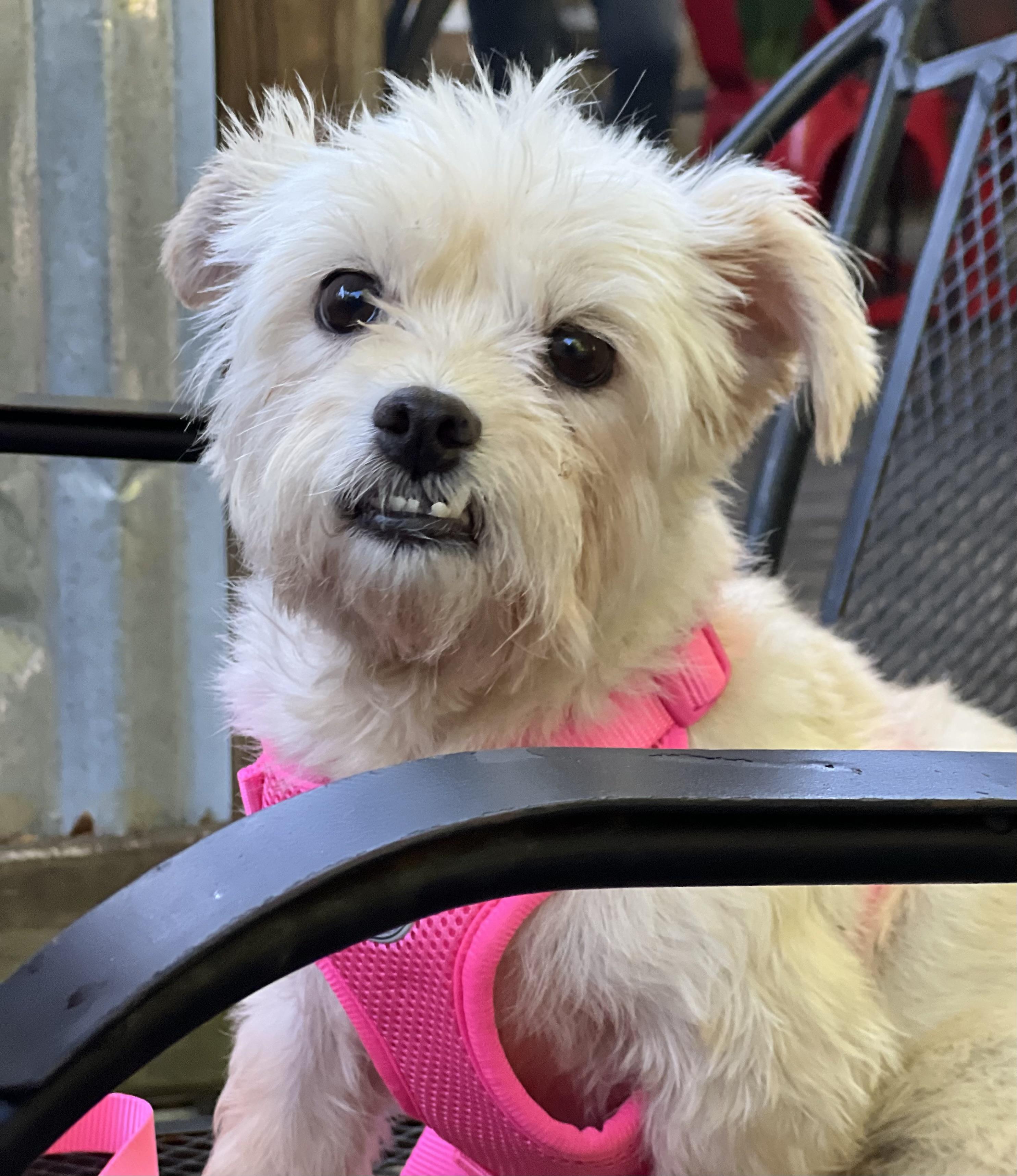 Enlarge Agnes, a ADOPTABLE mixed breed in Mt Pleasant, SC image 1/6