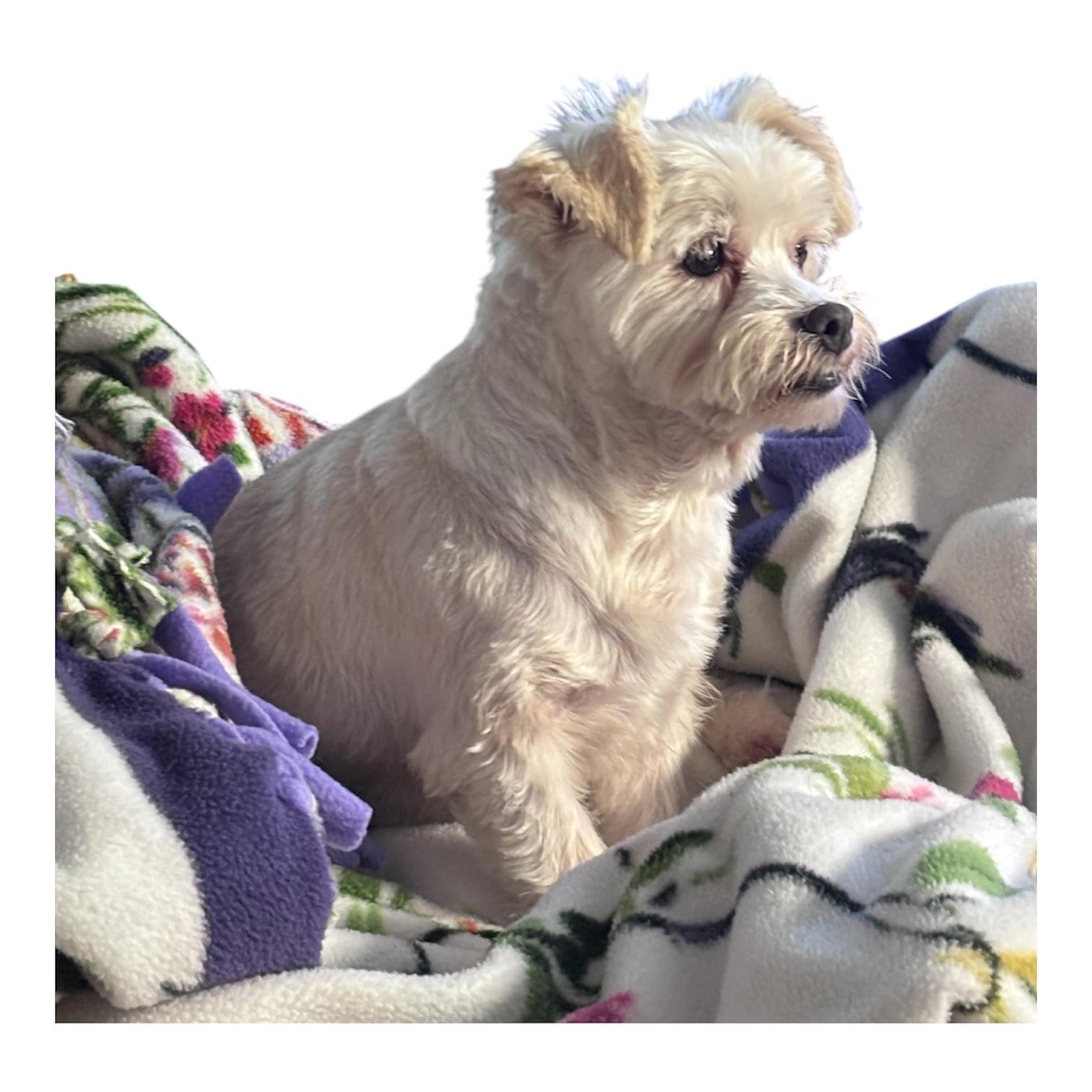 Agnes, a ADOPTABLE mixed breed in Mt Pleasant, SC image 2/4