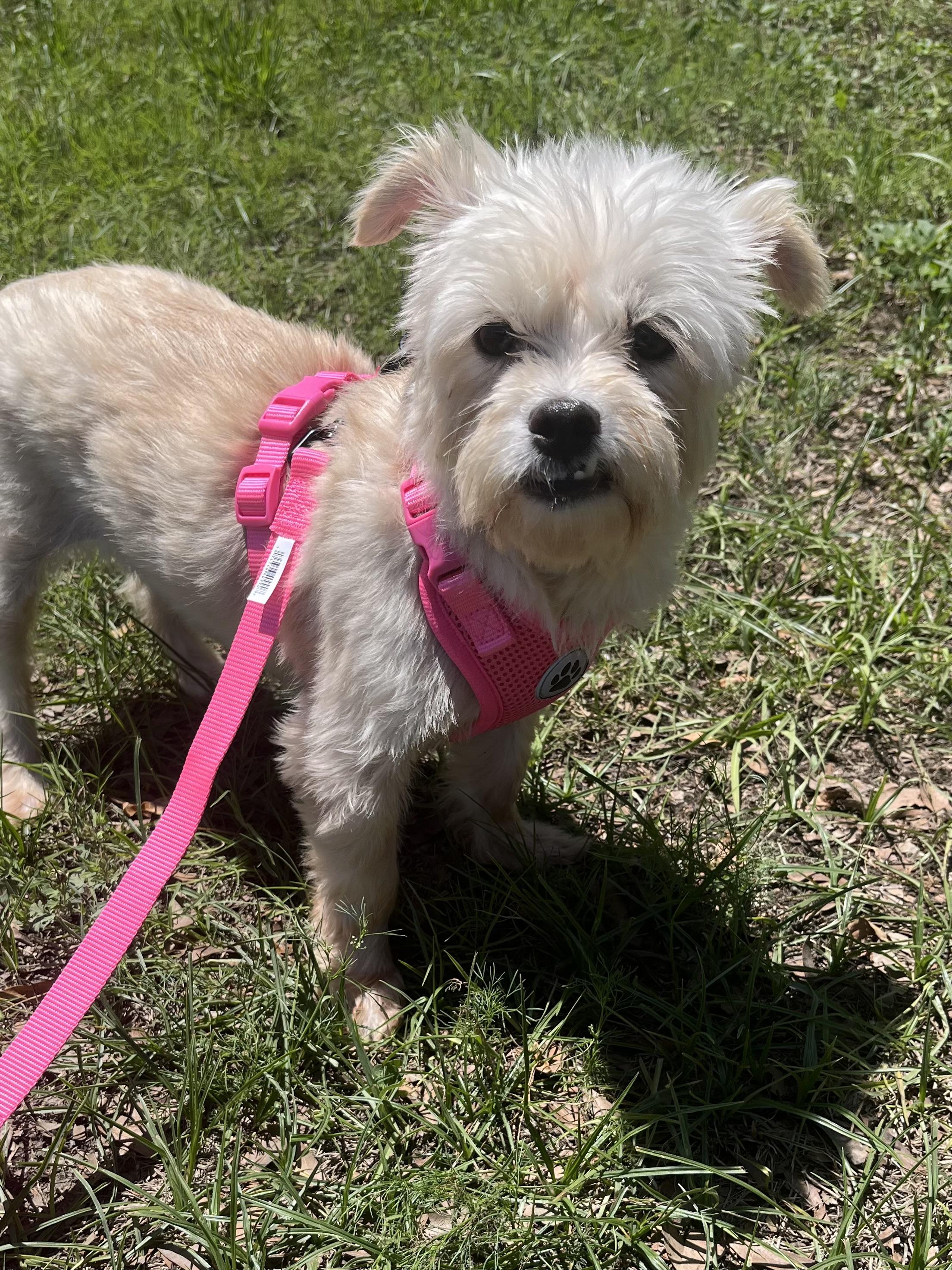 Enlarge Agnes, a ADOPTABLE mixed breed in Mt Pleasant, SC image 6/6