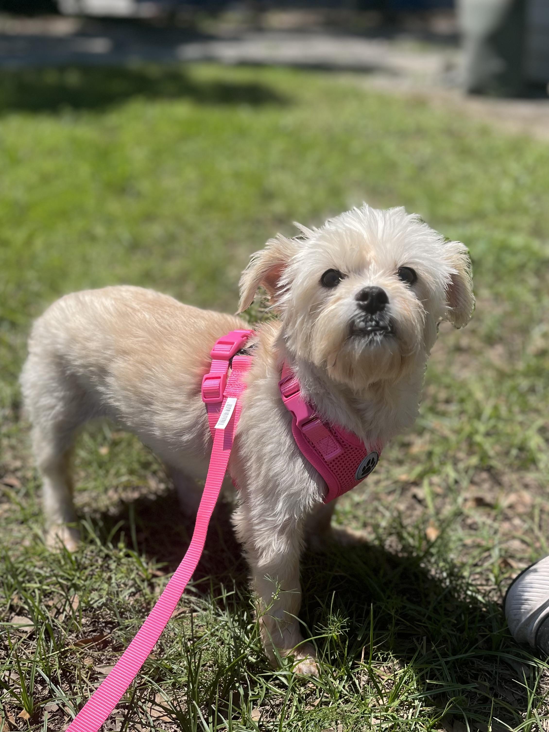 Enlarge Agnes, a ADOPTABLE mixed breed in Mt Pleasant, SC image 4/6