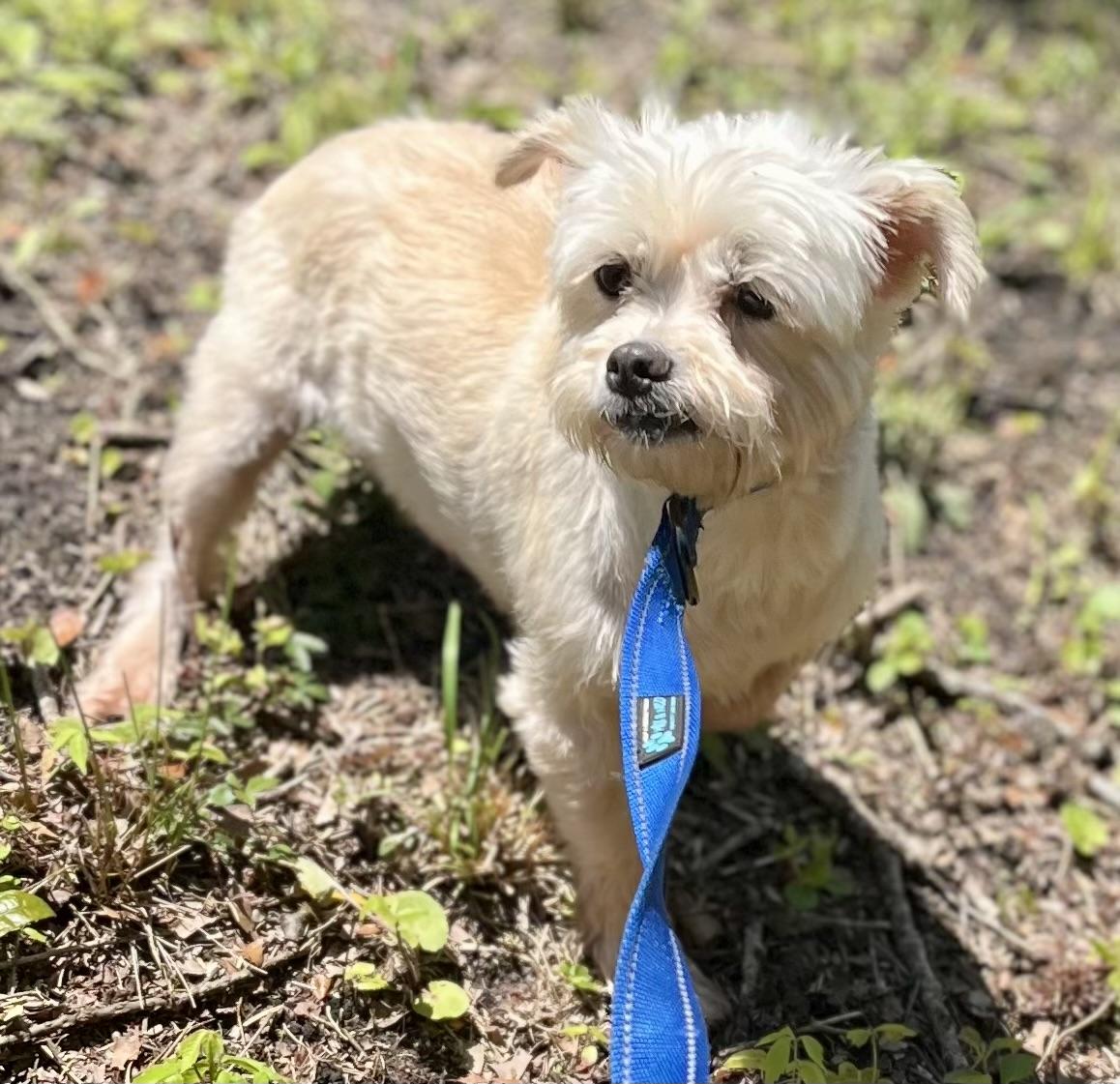 Enlarge Agnes, a ADOPTABLE mixed breed in Mt Pleasant, SC image 3/5
