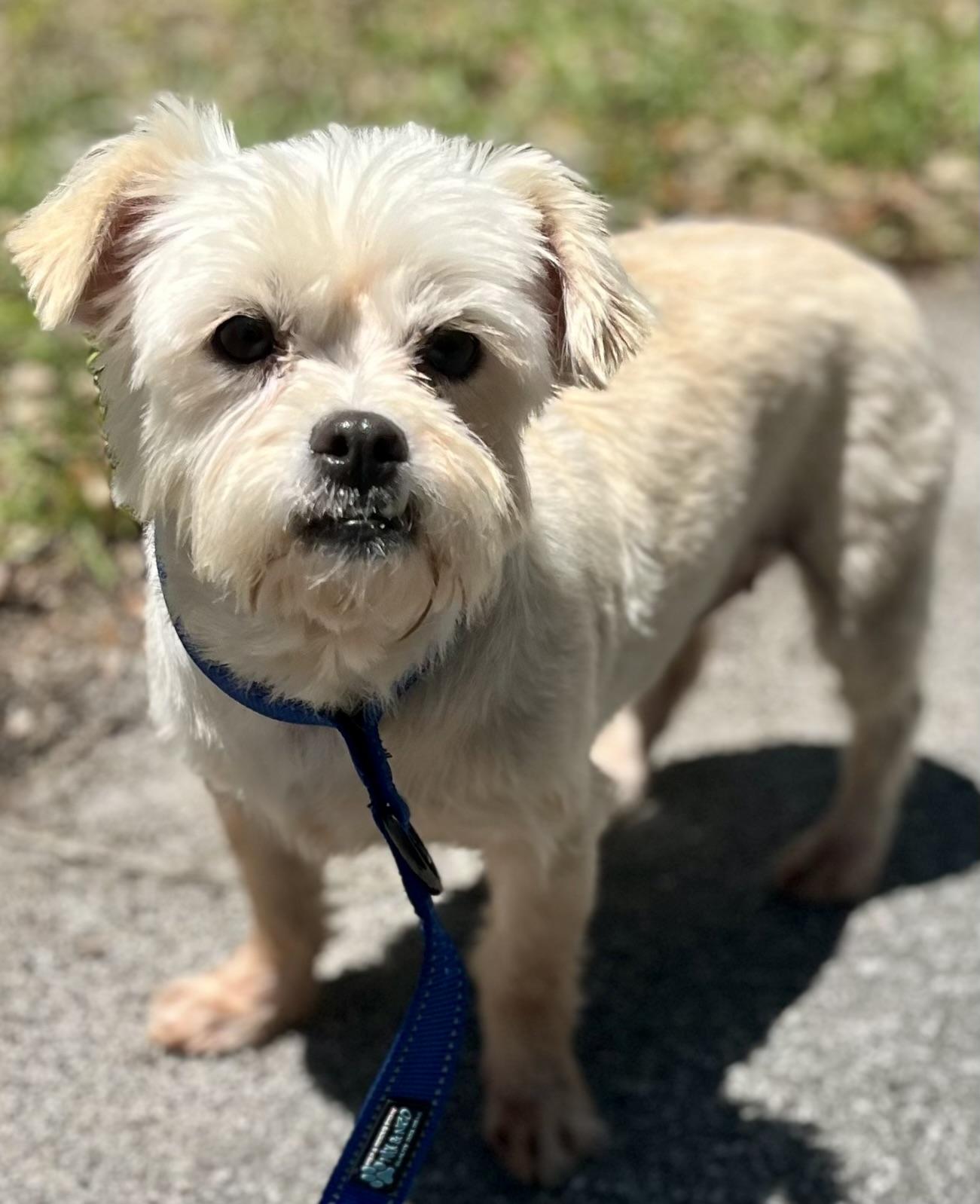 Enlarge Agnes, a ADOPTABLE mixed breed in Mt Pleasant, SC image 2/5
