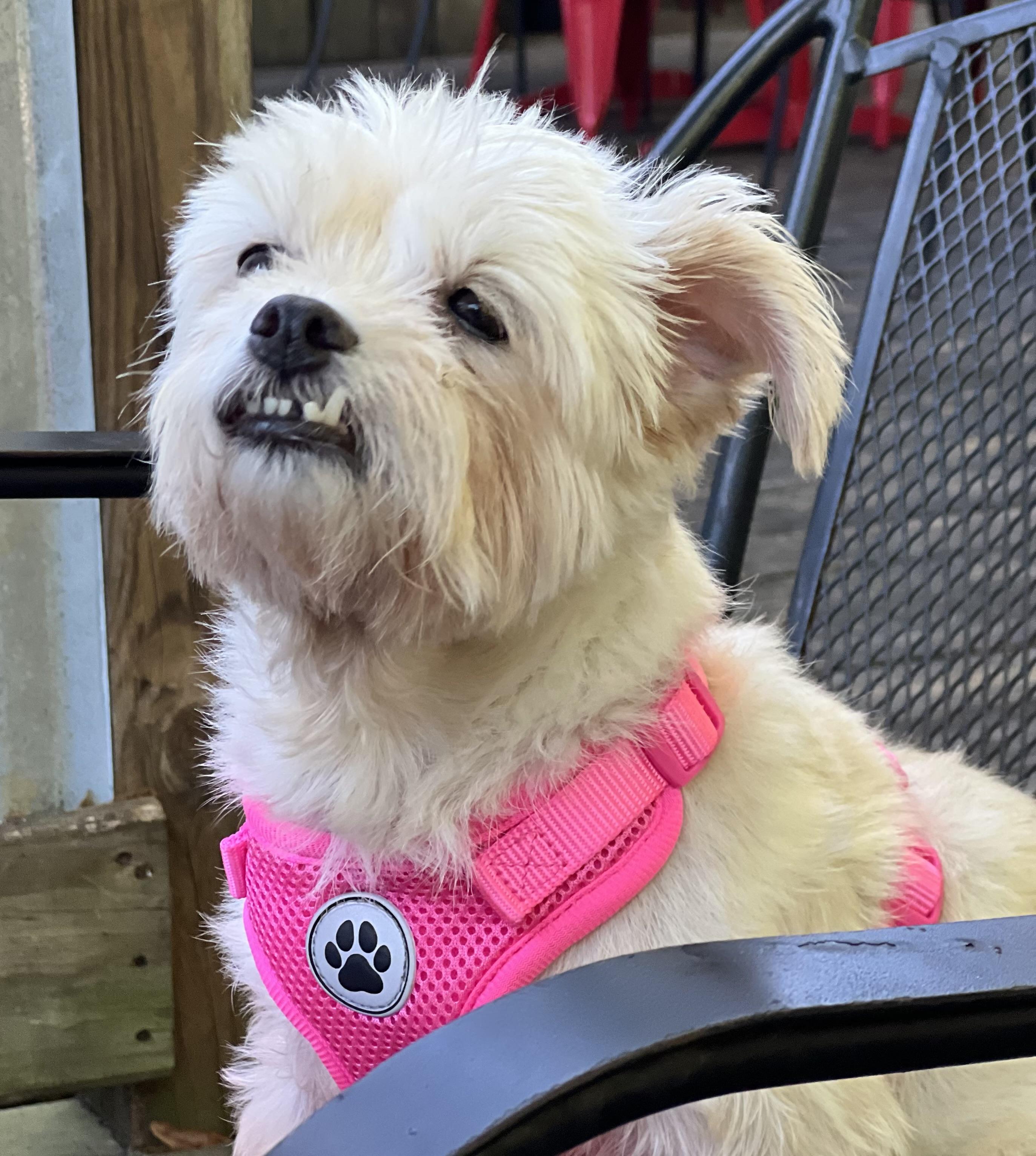 Enlarge Agnes, a ADOPTABLE mixed breed in Mt Pleasant, SC image 5/6