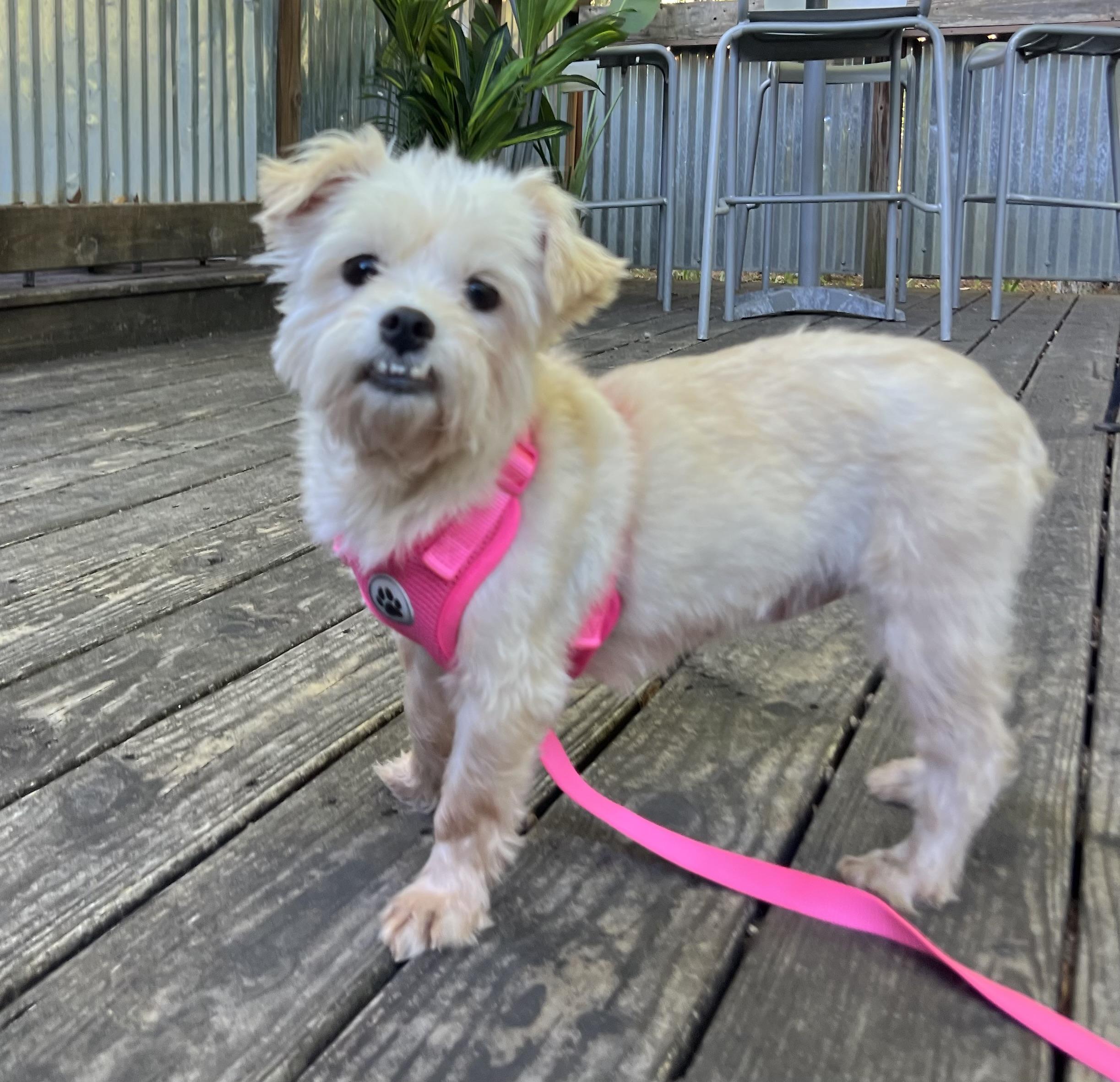 Enlarge Agnes, a ADOPTABLE mixed breed in Mt Pleasant, SC image 2/6