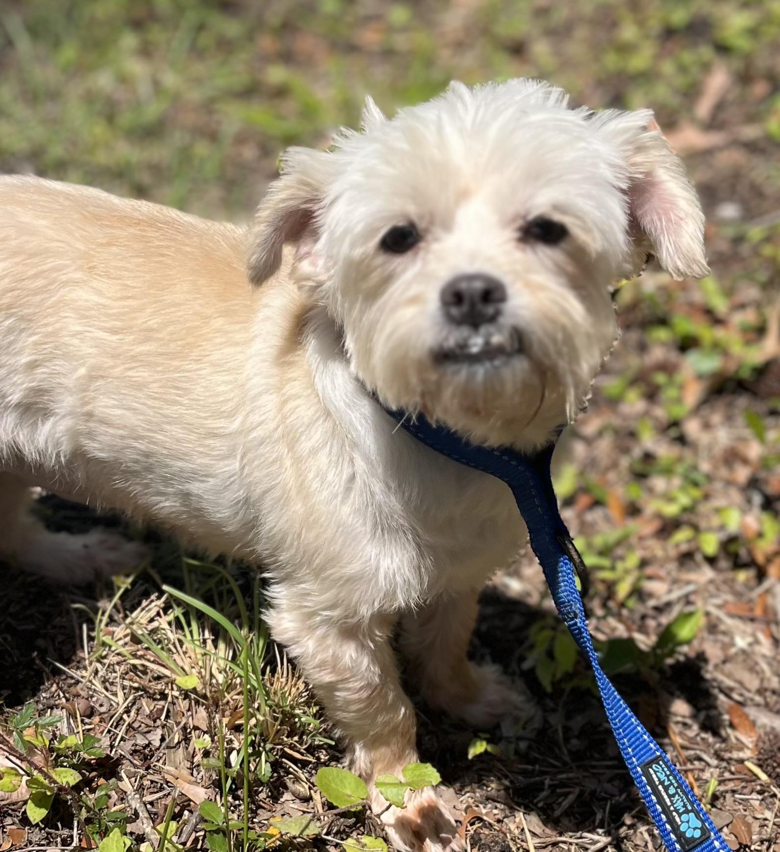 Enlarge Agnes, a ADOPTABLE mixed breed in Mt Pleasant, SC image 5/5