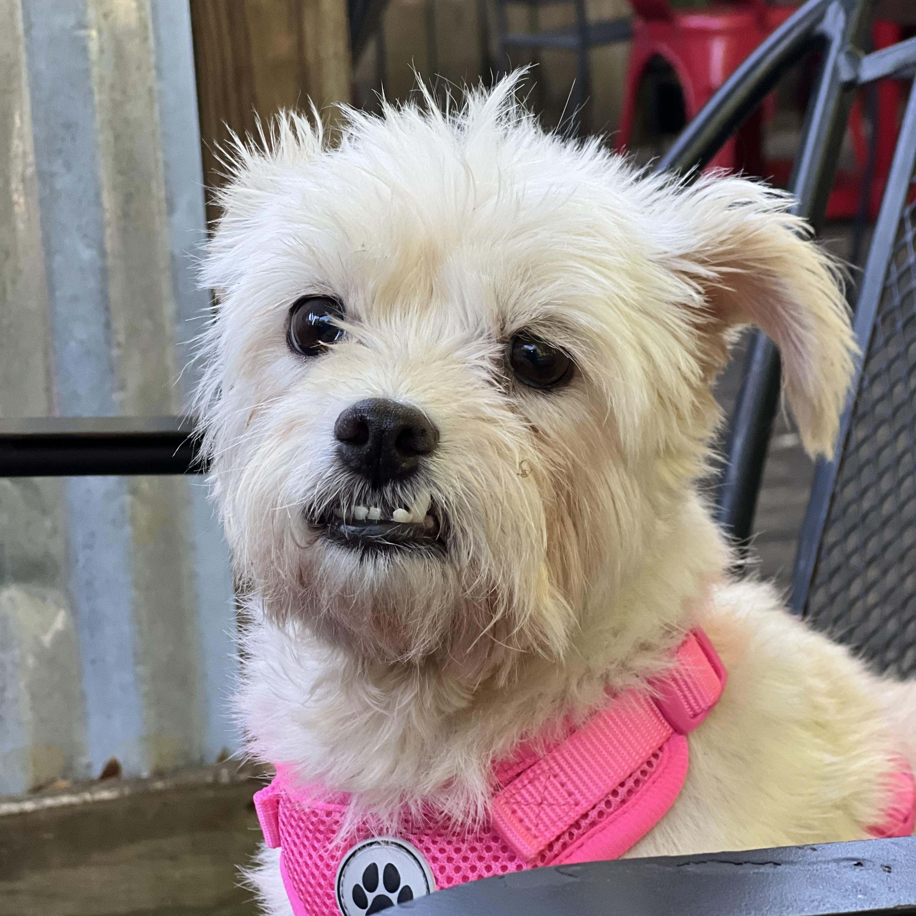 Enlarge Agnes, a ADOPTABLE mixed breed in Mt Pleasant, SC image 3/6