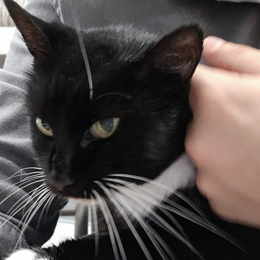 Cat for adoption Chappell Purren, an American Shorthair in Danbury