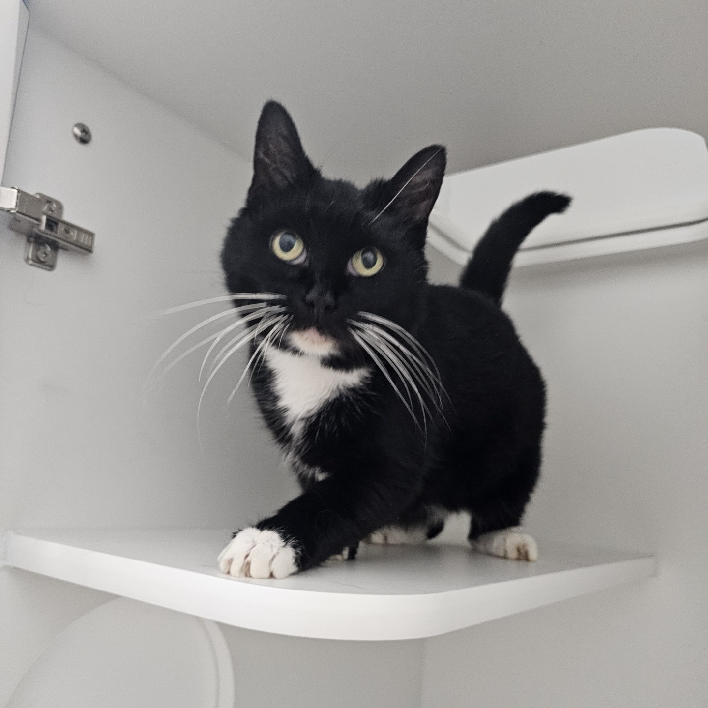 Cat for adoption Chappell Purren, an American Shorthair in Danbury