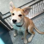 Tot, Adoptable, Puppy Male Siberian Husky.