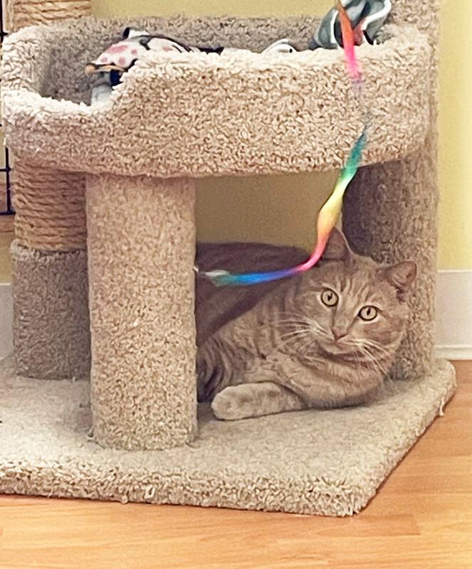 Biff, a Adoptable Domestic Medium Hair in Colmar, PA image 1/6