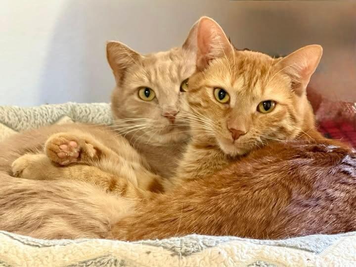 Biff, a Adoptable Domestic Medium Hair in Colmar, PA image 2/6
