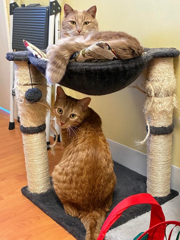 Biff, a Adoptable Domestic Medium Hair in Colmar, PA image 3/6