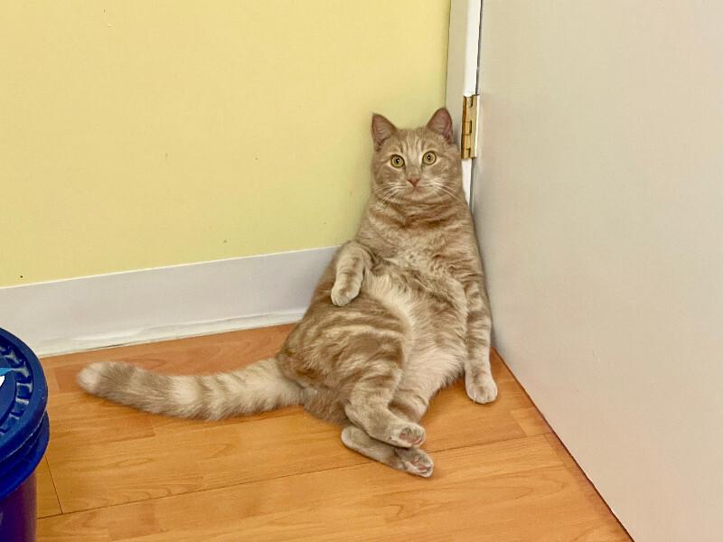 Biff, a Adoptable Domestic Medium Hair in Colmar, PA image 6/6