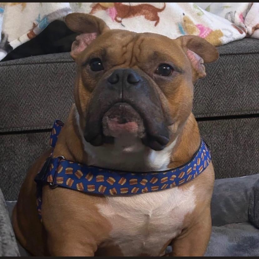 Mac Truck, Adopted, Adult Male Bulldog & Pit Bull Terrier.