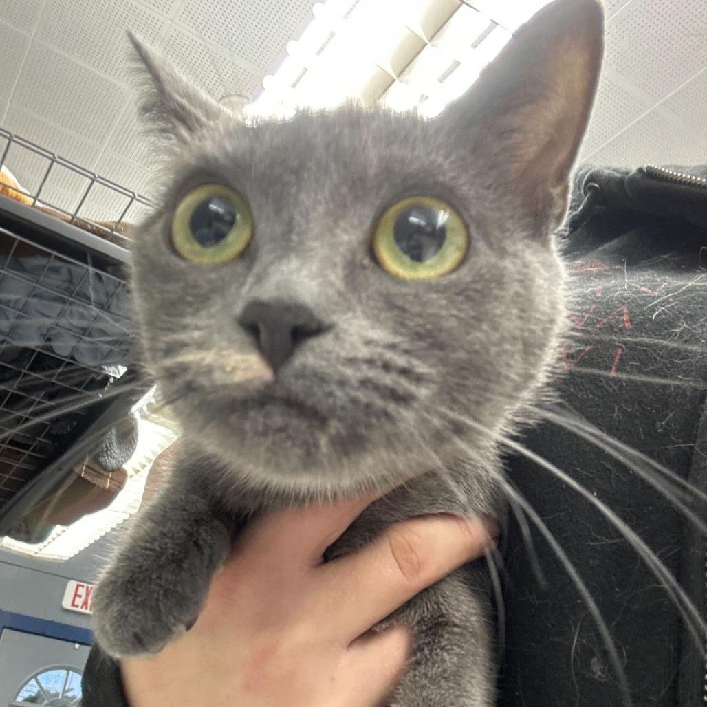 Enlarge Goggles, a Adoptable Domestic Short Hair in Oak Hill, WV image 1/1