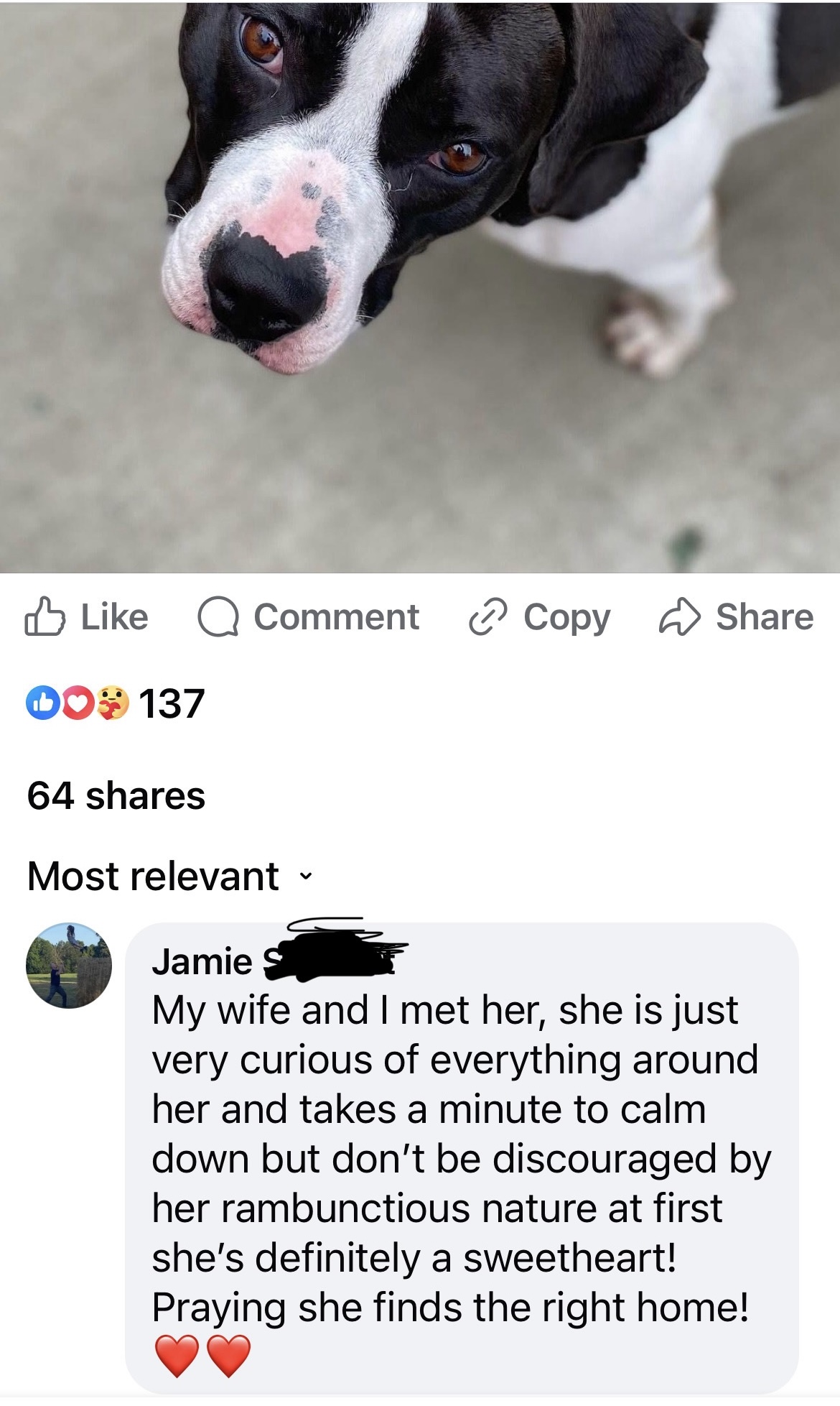 Sally, a Adoptable mixed breed in Lacon, IL image 2/2