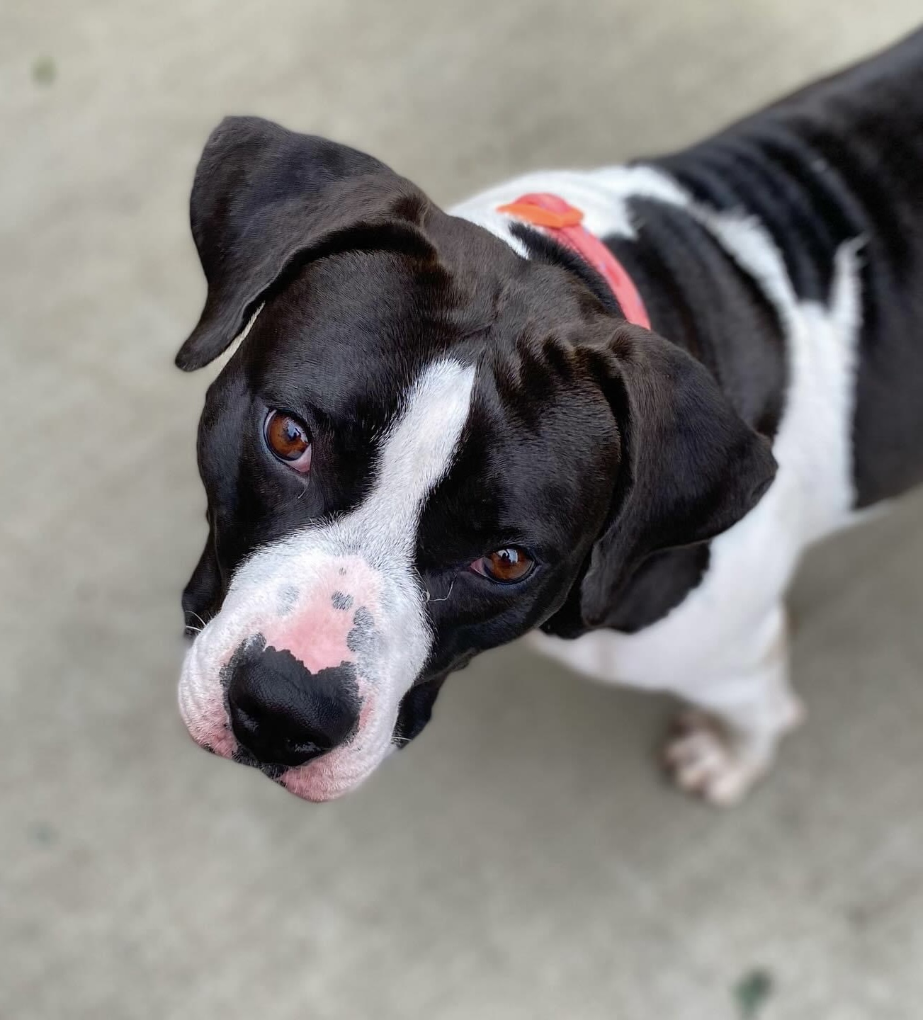 Sally, Adoptable, Adult Female Pit Bull Terrier.