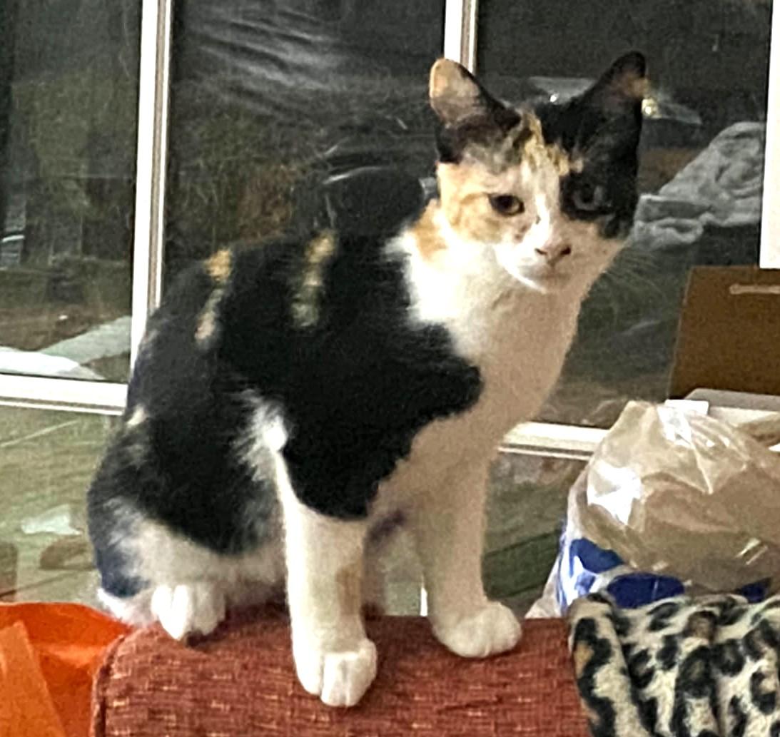 Shoshie, a Adoptable mixed breed in Ypsilanti, MI image 1/5