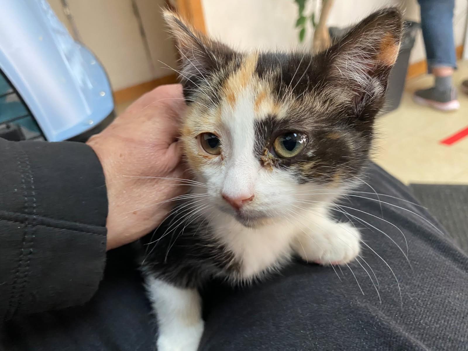 Shoshie, a Adoptable mixed breed in Ypsilanti, MI image 4/5