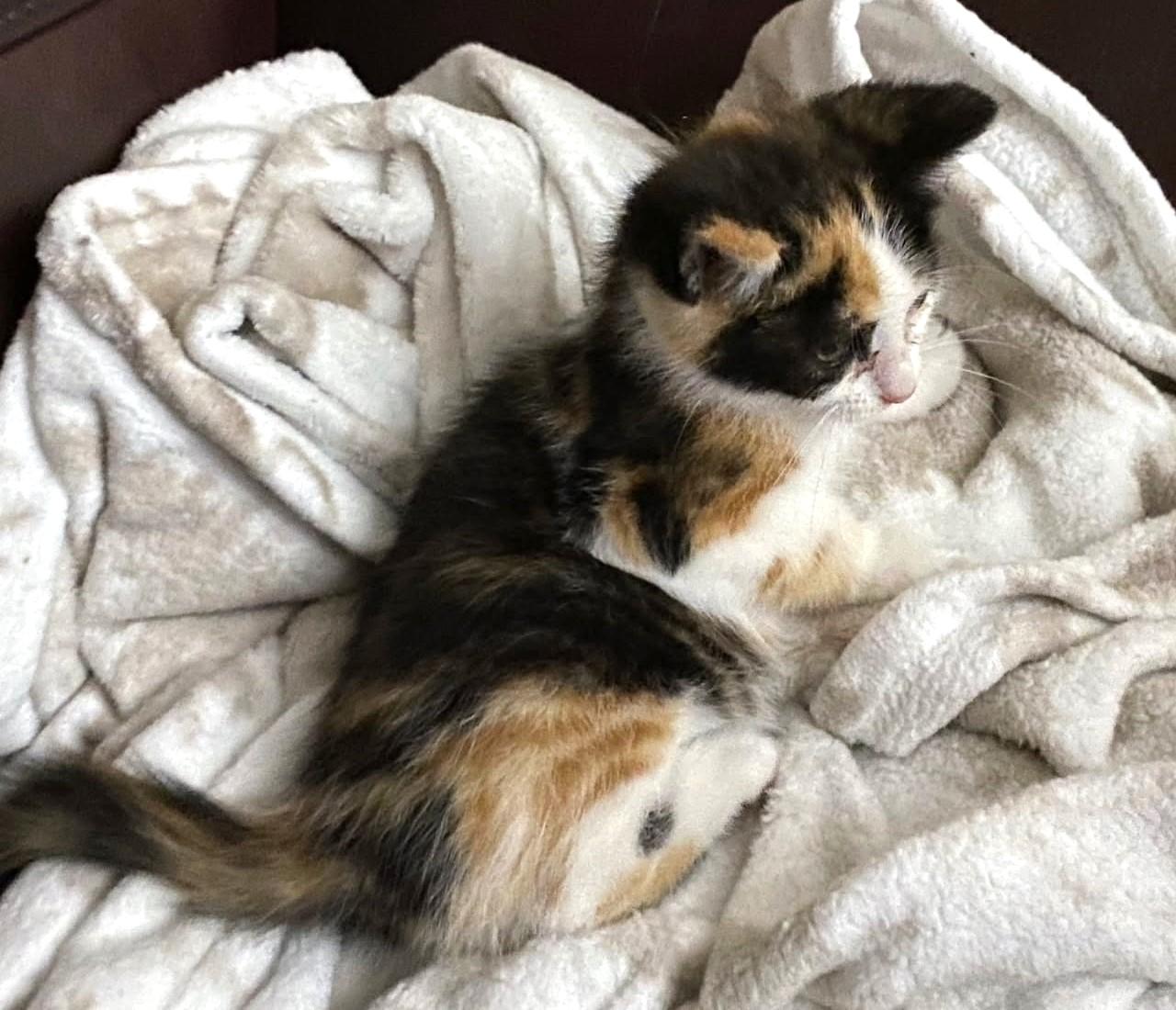 Shoshie, a Adoptable mixed breed in Ypsilanti, MI image 3/5