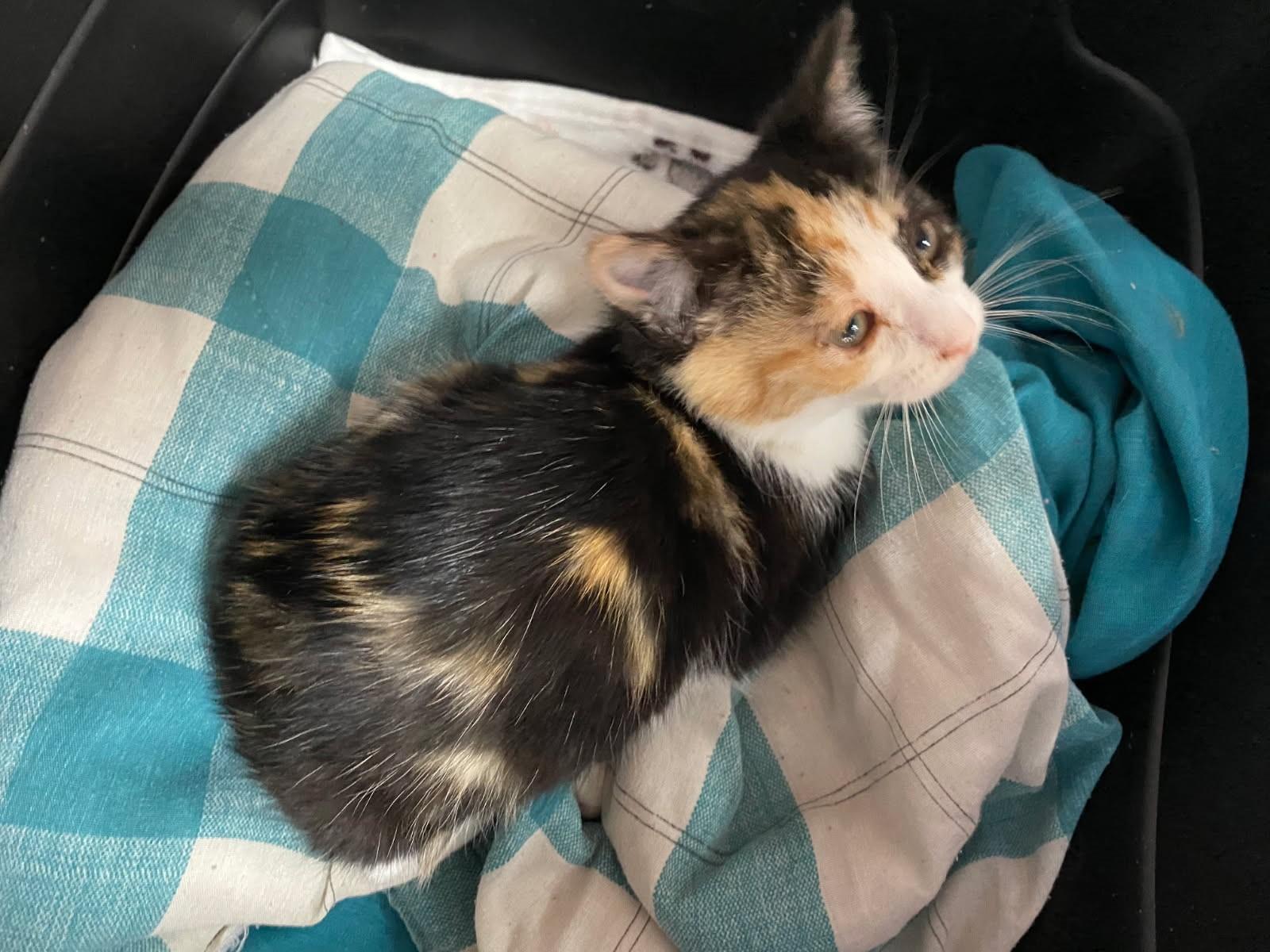 Shoshie, Baby Female Calico