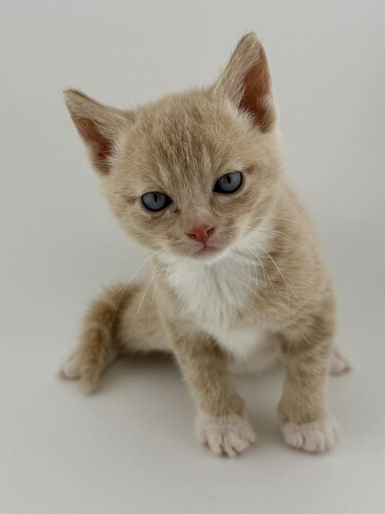 Sprout, Adoptable, Kitten Male American Shorthair.