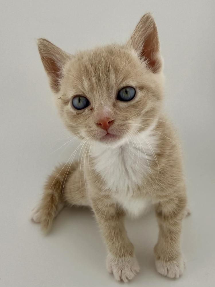 Sprout, a Adoptable American Shorthair in Troy, VA image 3/3