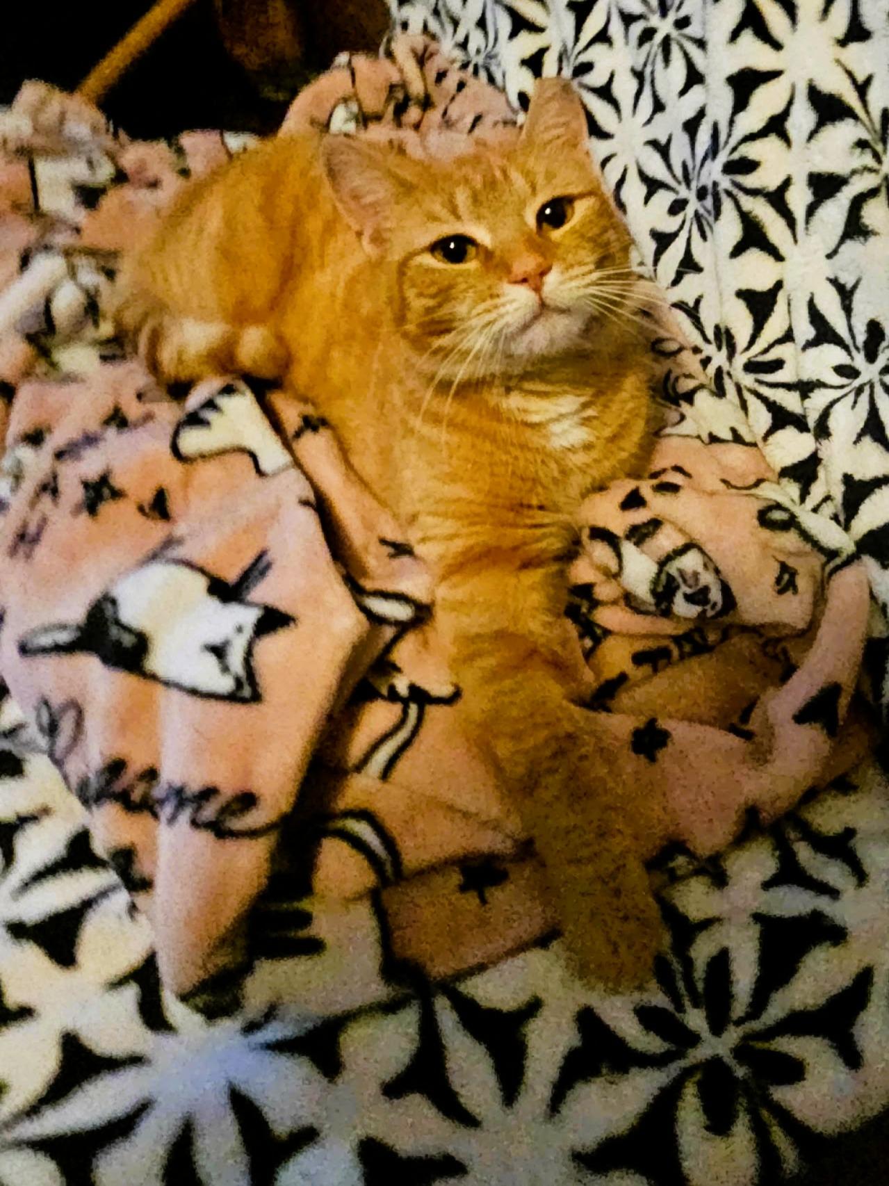 Enlarge Heidi (Sweet Girl), a ADOPTABLE Domestic Short Hair in Rochester, NY image 3/3