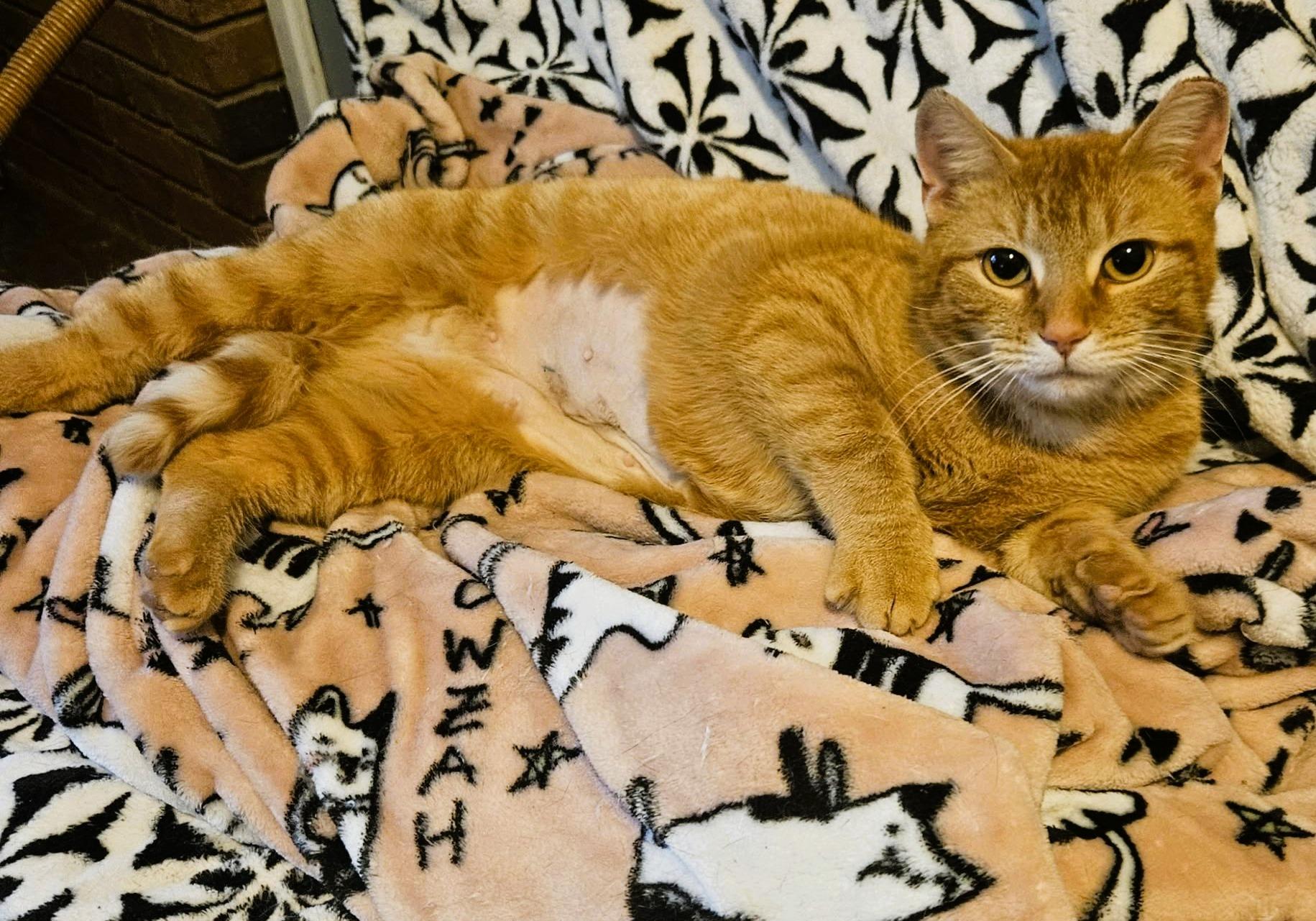 Enlarge Heidi (Sweet Girl), a ADOPTABLE Domestic Short Hair in Rochester, NY image 2/3