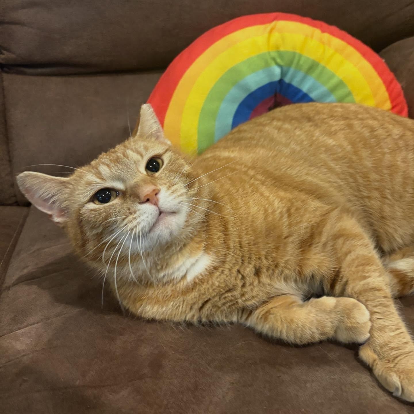 Heidi (Sweet Girl), ADOPTABLE, Kitten Female Domestic Short Hair.