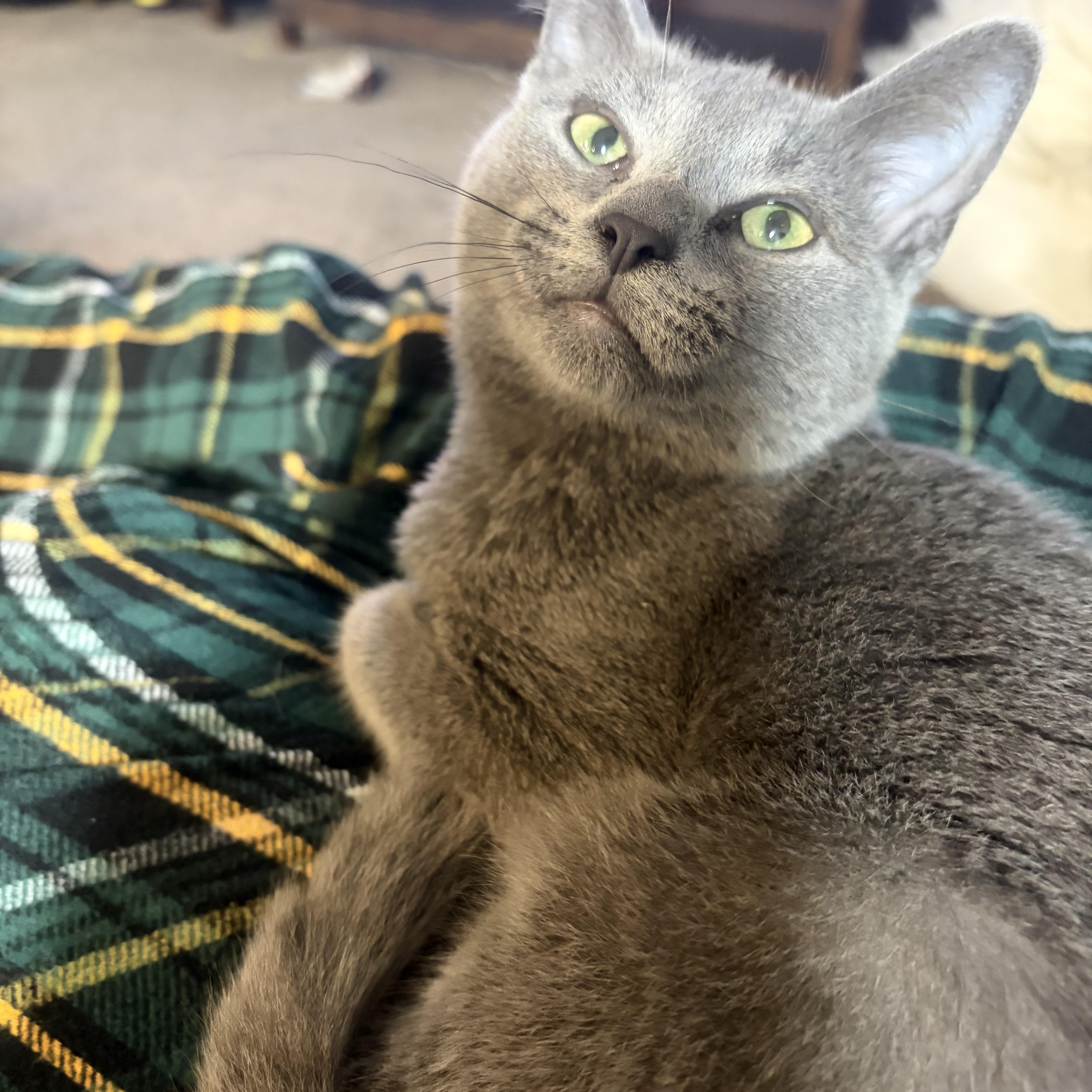 Smokey, Adopted, Kitten Male Domestic Short Hair.