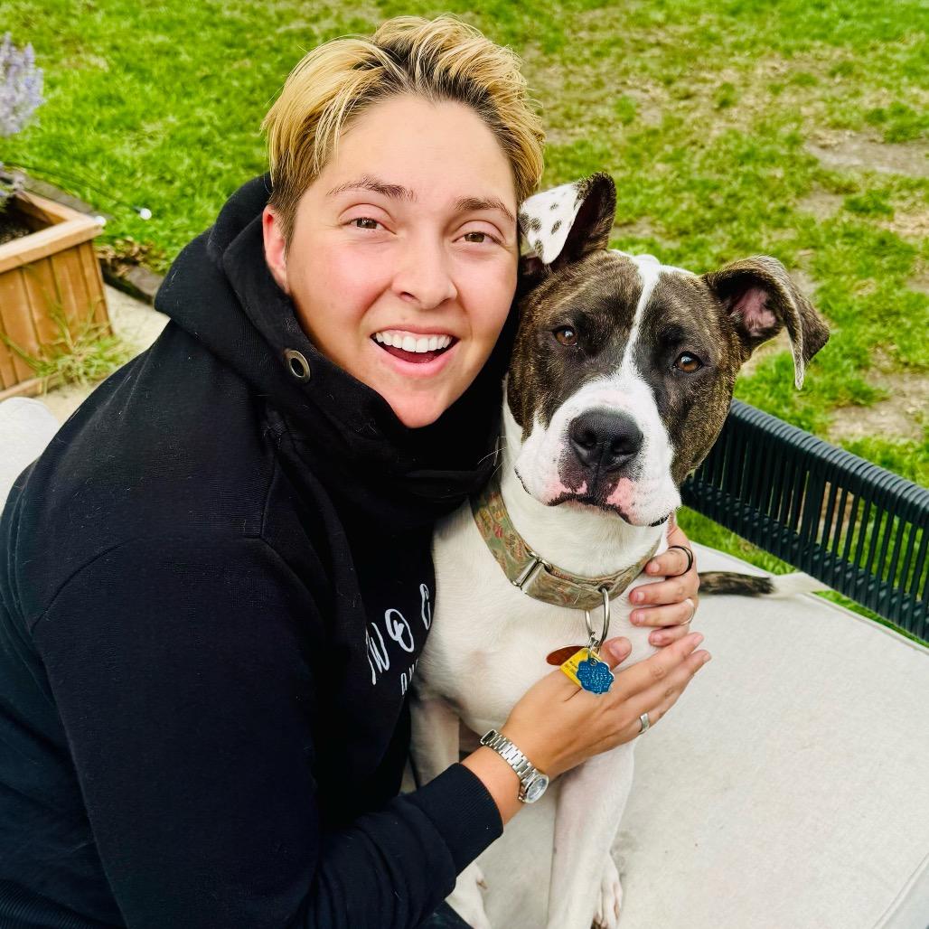 Enlarge Boom, a Adoptable Pit Bull Terrier in Chicago, IL image 2/4