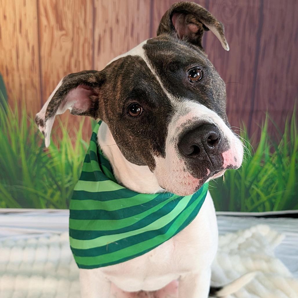 Boom, a Adoptable Pit Bull Terrier in Chicago, IL image 1/6