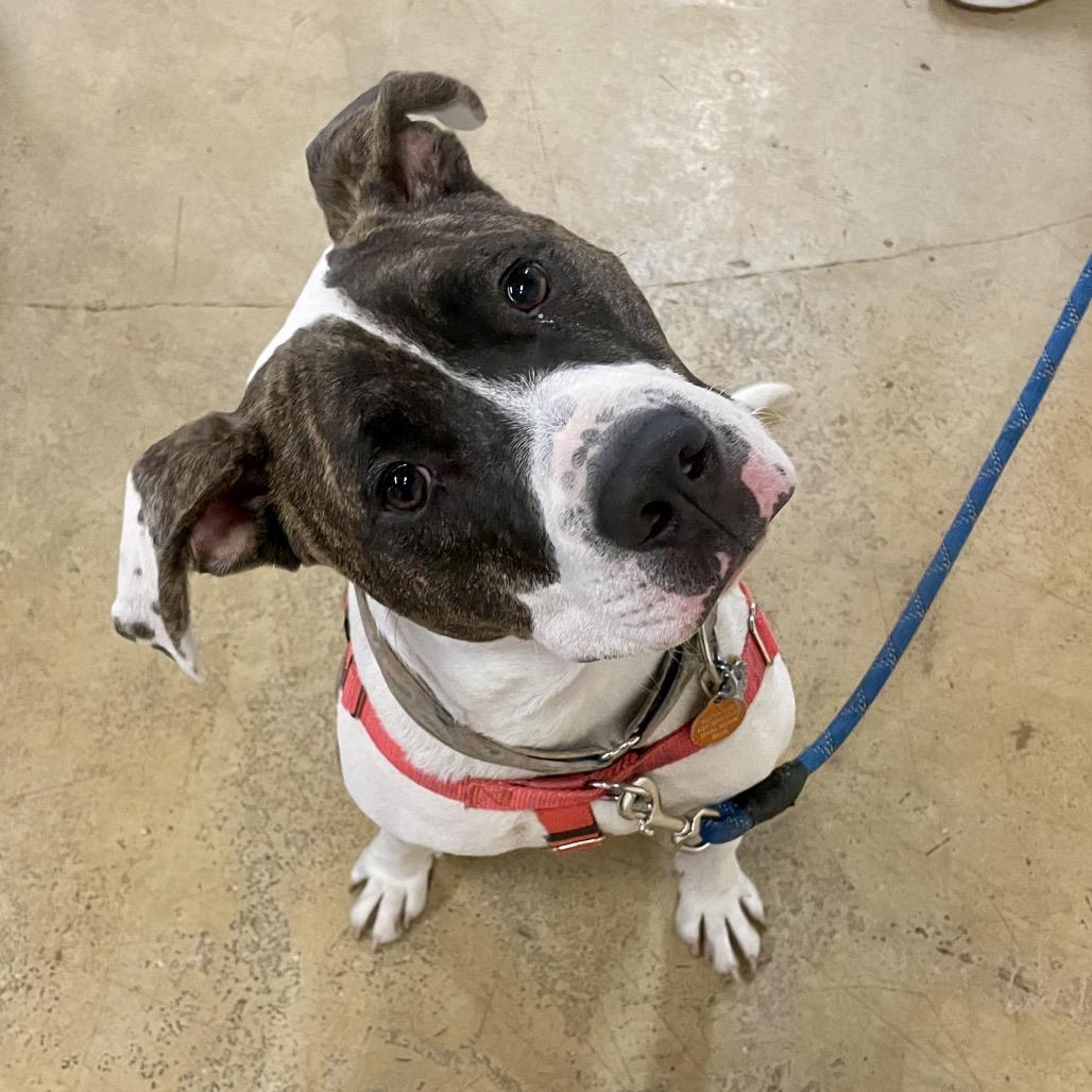 Enlarge Boom, a Adoptable Pit Bull Terrier in Chicago, IL image 1/5