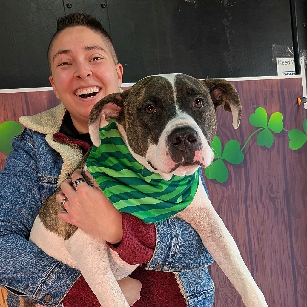 Boom, a Adoptable Pit Bull Terrier in Chicago, IL image 2/6