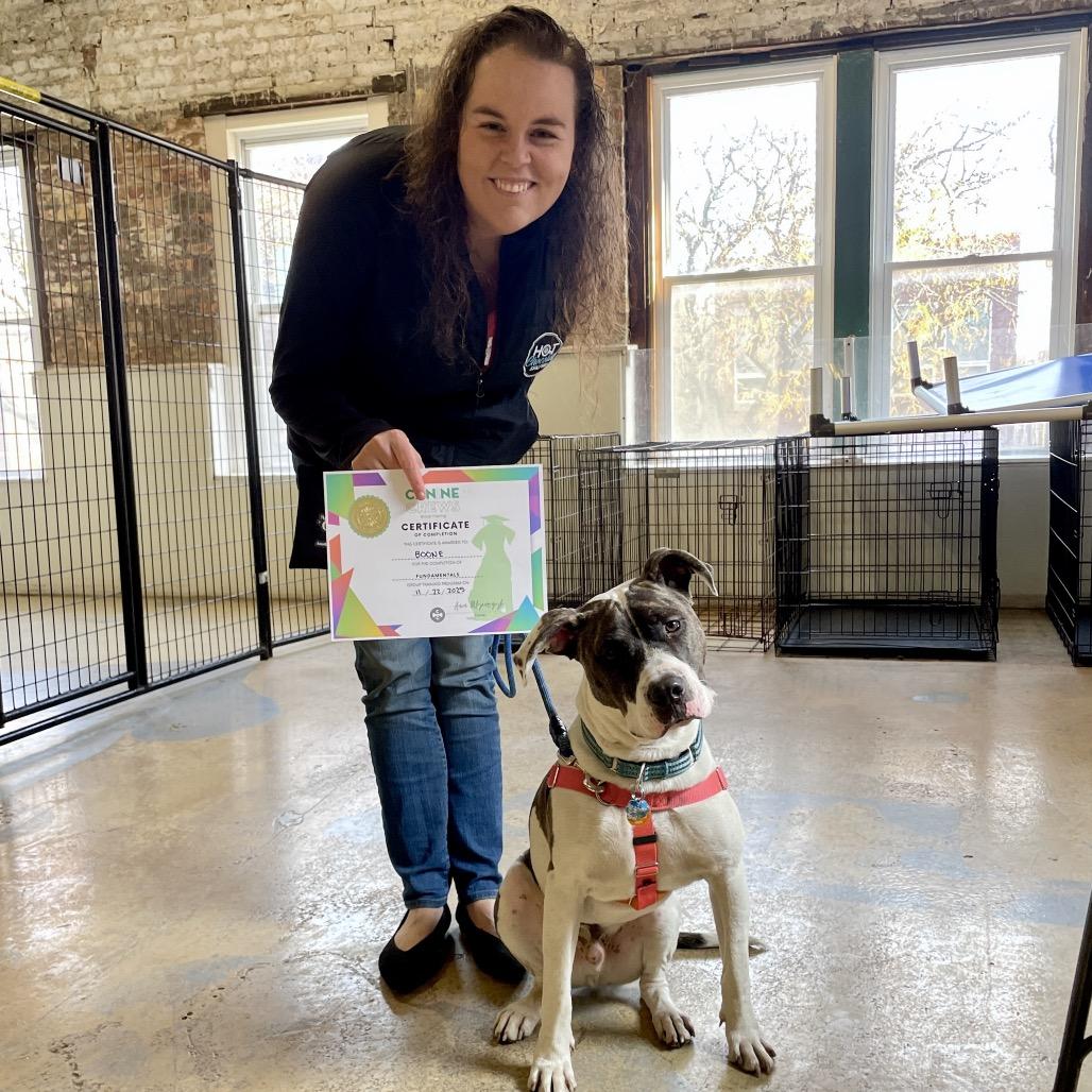 Enlarge Boom, a Adoptable Pit Bull Terrier in Chicago, IL image 2/5