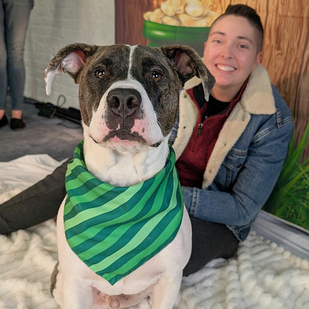 Boom, a Adoptable Pit Bull Terrier in Chicago, IL image 3/6