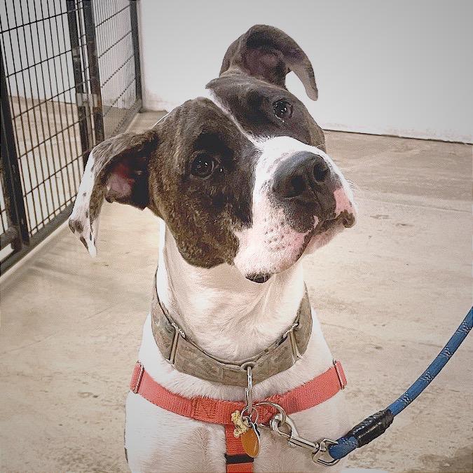 Enlarge Boom, a Adoptable Pit Bull Terrier in Chicago, IL image 3/4