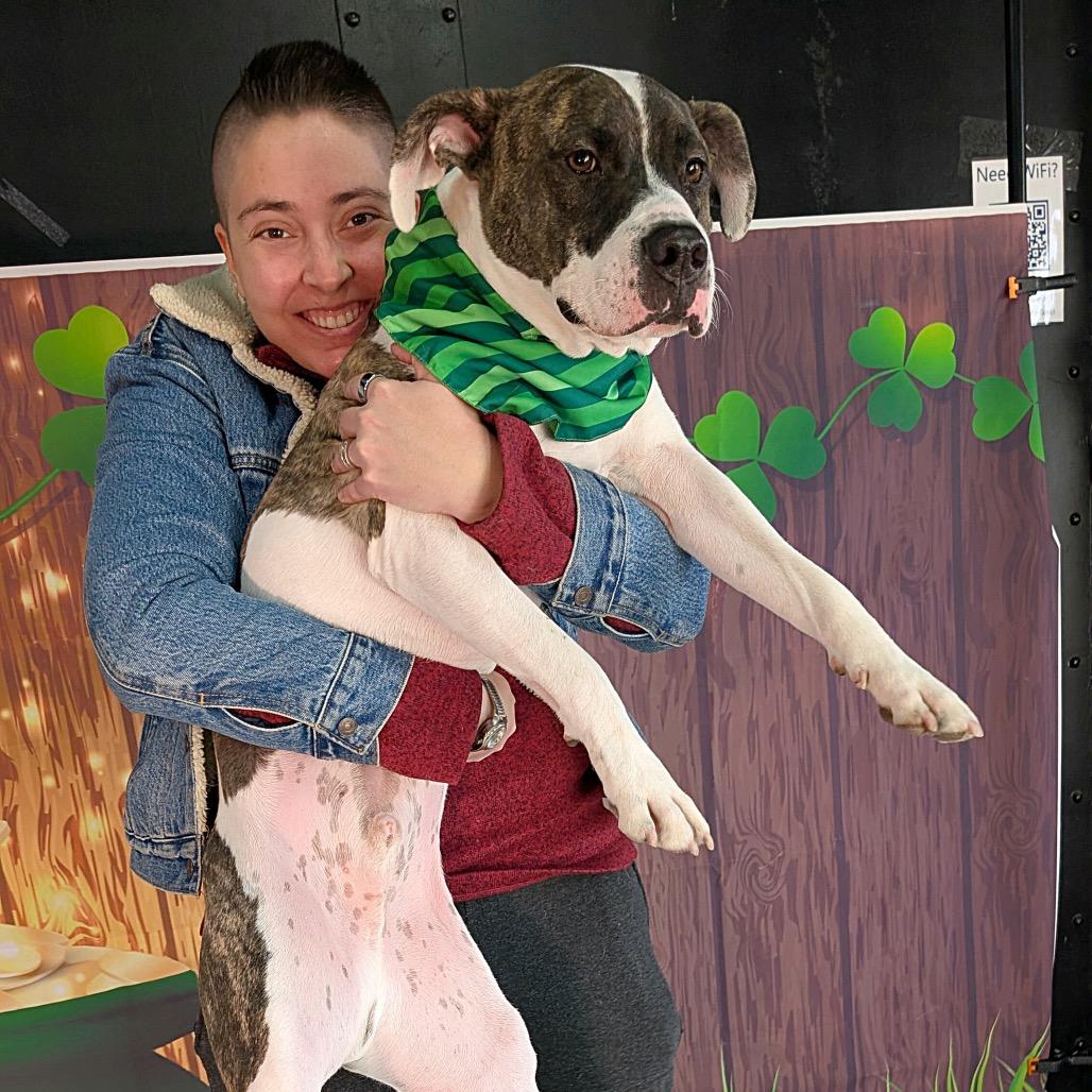 Boom, a Adoptable Pit Bull Terrier in Chicago, IL image 4/6