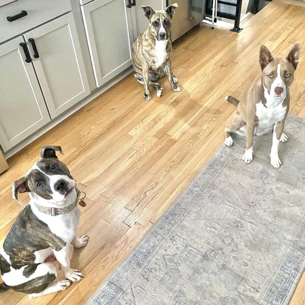 Enlarge Boom, a Adoptable Pit Bull Terrier in Chicago, IL image 4/4