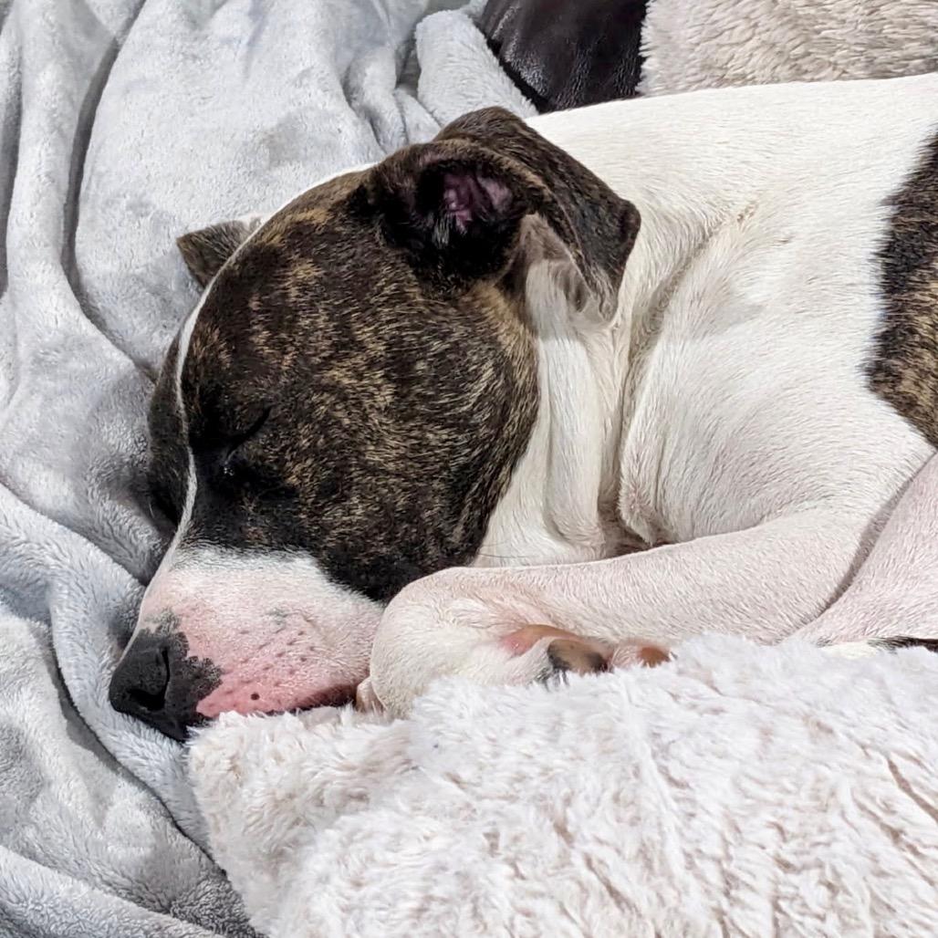 Enlarge Boom, a Adoptable Pit Bull Terrier in Chicago, IL image 4/5